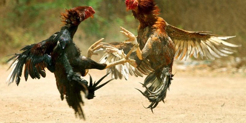 Tổng Hợp Mẹo Chọn Gà Đá Hay Của Các Chuyên Gia 4 Mẹo chọn gà đá hay theo tướng ngủ