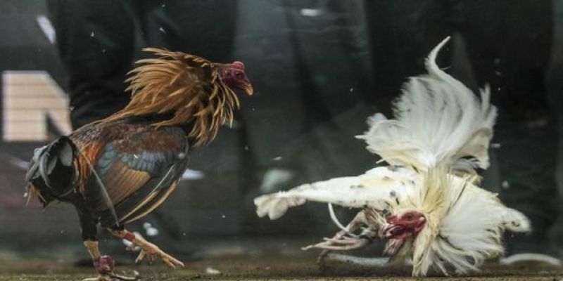 Đá Gà Cựa Dao Jun88 - Những Trận Chiến Khét Nhất Thế Giới 4 Luật cá cược đá gà cựa dao quan trọng